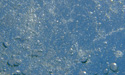 Common Lobster Martins Haven