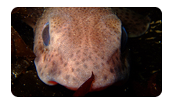 Lessser Spotted Dogfish Martins Haven