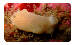 Sea Lemon Skomer_MNR