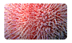 Sea Urchin Hen and Chicks