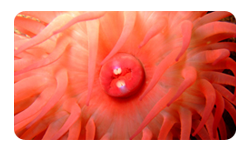 Strawberry Anemone St Brides