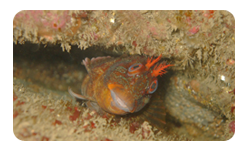 Tompot Blenny St Brides